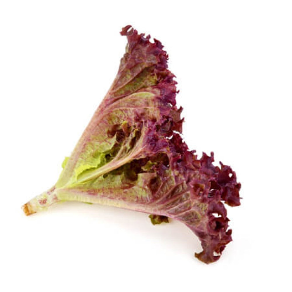 Salad Pata Red